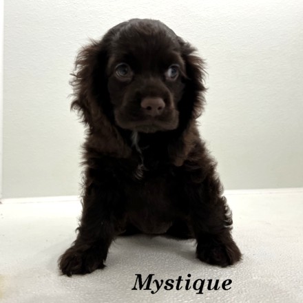 puppy, for, sale, Cocker Spaniel, Joe & Cherri  Overlease, dog, breeder, Miller, MO, dog-breeder, puppy-for-sale, forsale, nearby, find, puppyfind, locator, puppylocator, aca